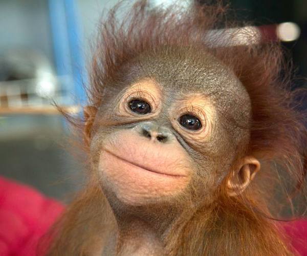 Divlje životinje:: Smešne životinje majmun sa osmehom