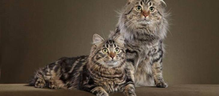 Mačke (rase) - američka bobteil mačka