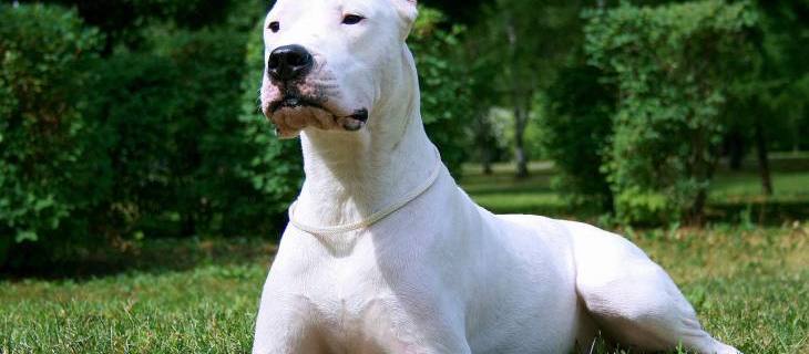 Psi (rase) - argentinski pas