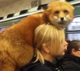 Lisica u metrou