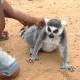 Lemur traži pažnju