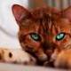 Mačke Narandžasta bengalska mačka predivnih plavih očiju