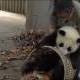 Divlje životinje - bebi panda i čuvar ZOO vrta