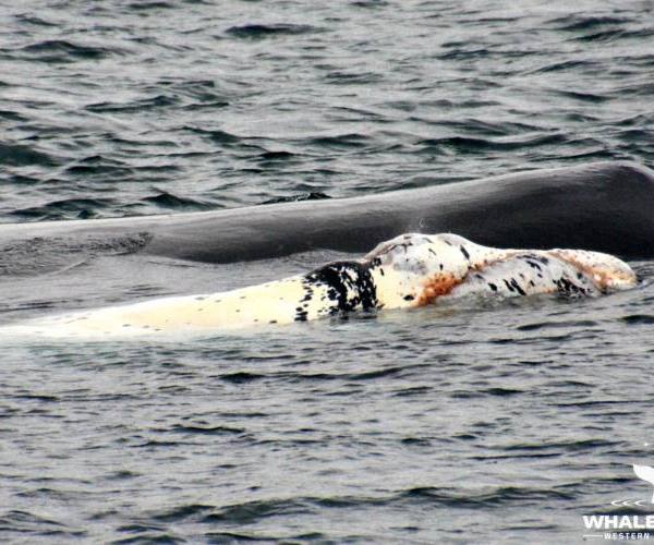 Divlje životinje:: Mladunče kita sa majkom