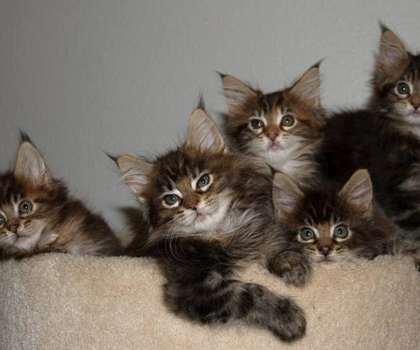 Mačke (rase)::Mačke (rase) - američka bobteil mačka