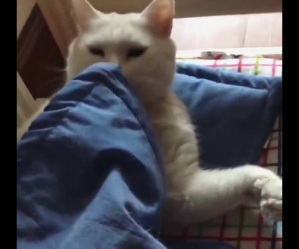 Mačke:: Bela maca u krevecu