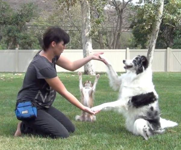 Psi:: Tri psa izvode trikove
