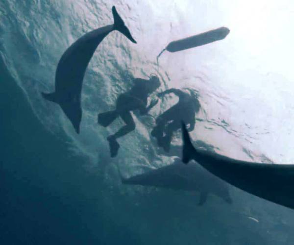 Delfini spasili ronioce