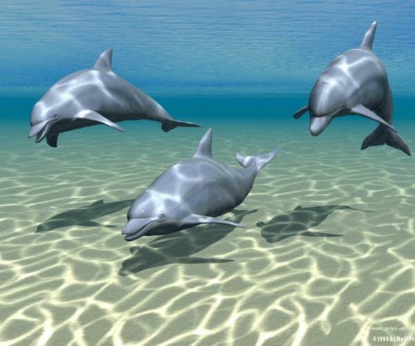 Divlje životinje:: delfini