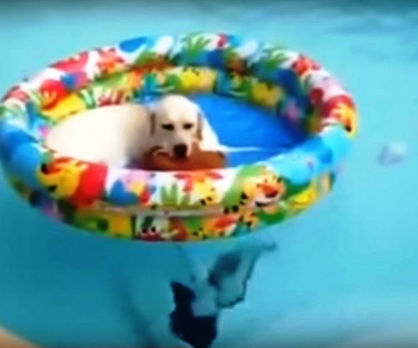 Psi:: Labrador u bazenu