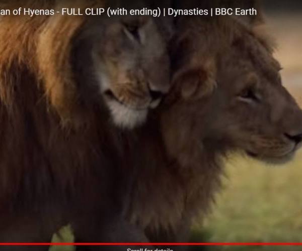 Divlje životinje:: Lav Red i njegov mlađi brat Tatu