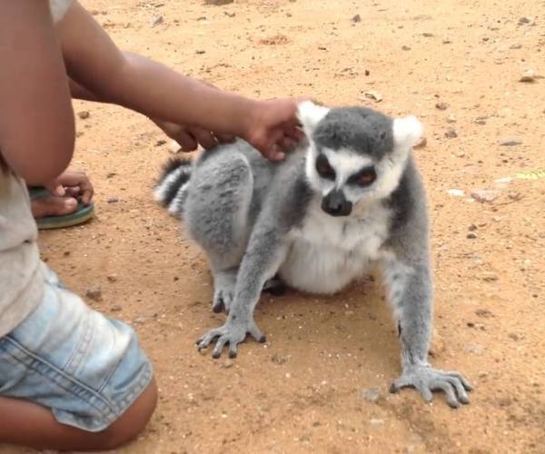 Divlje životinje:: Lemur traži pažnju