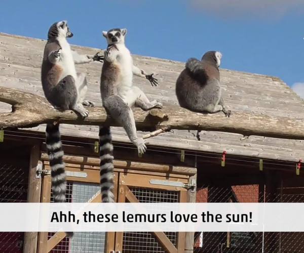 Divlje životinje - lemuri se sunčaju