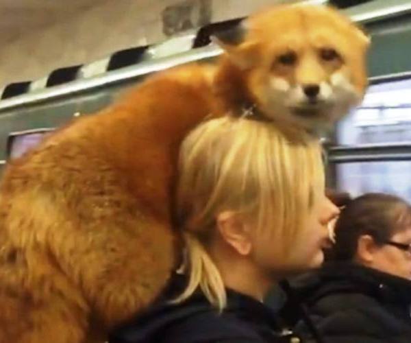Ostalo:: Lisica u metrou