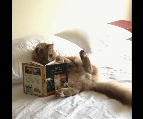 Mačke:: Maca čita knjigu