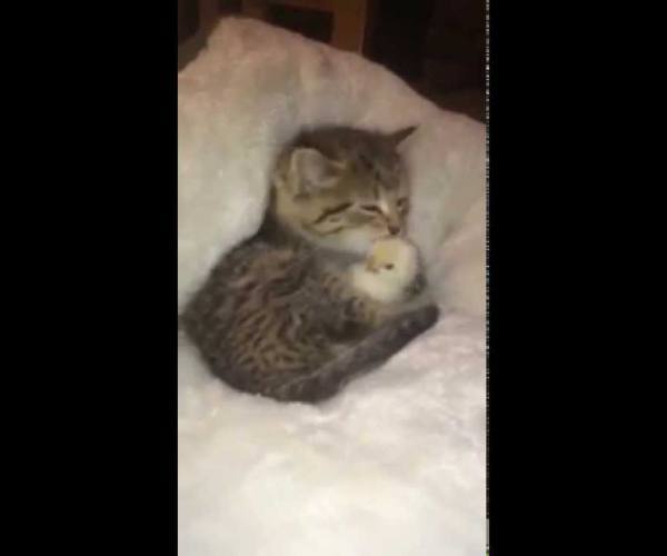 Mačke:: Mače i pile zagrljeni
