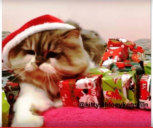 Mačke:: Mačka Deda Mraz