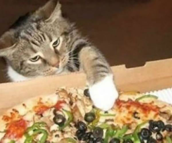 Mačke:: Mačka krade picu