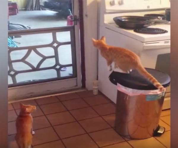 Mačke:: Mačka otvara vrata