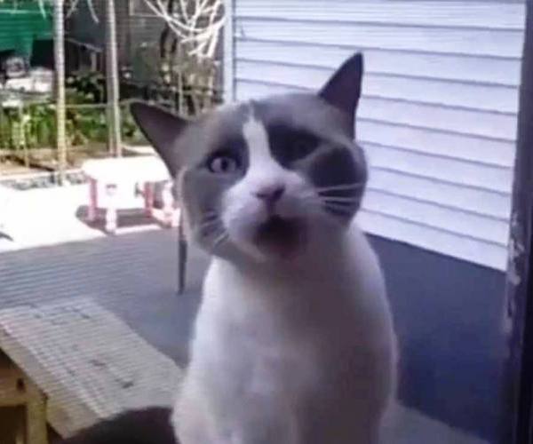Mačke:: Mačka pričalica ispred vrata