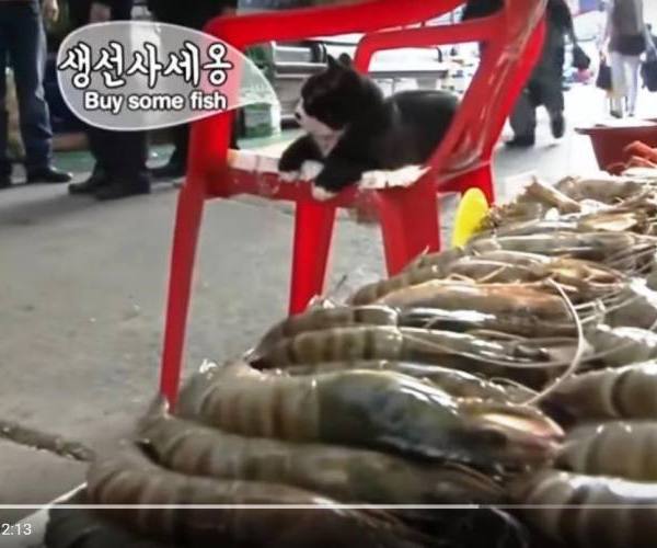Mačke:: Mačka prodavac ribe