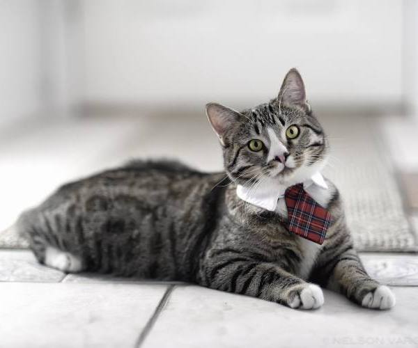  Zanimljivosti - mačka sa kravatom