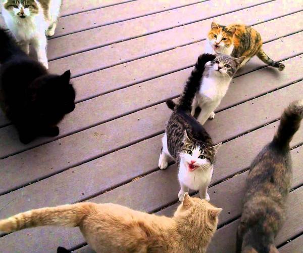 Mačke:: Mačke na doručku