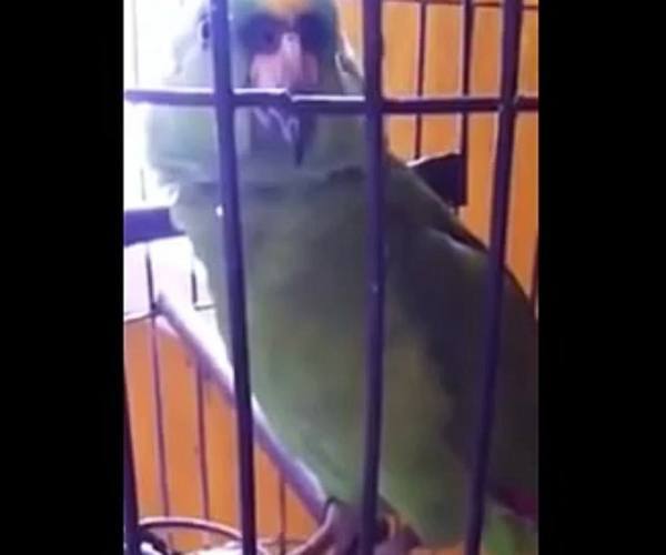 Ptice:: Papagaj imitira bebu