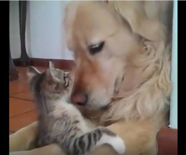 Mačke:: Pas i mačka - savršen par