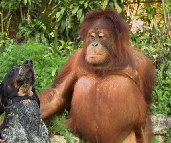 Psi:: pas i orangutan