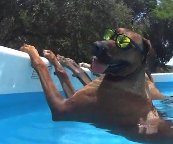 Psi:: Psi - zabava na bazenu