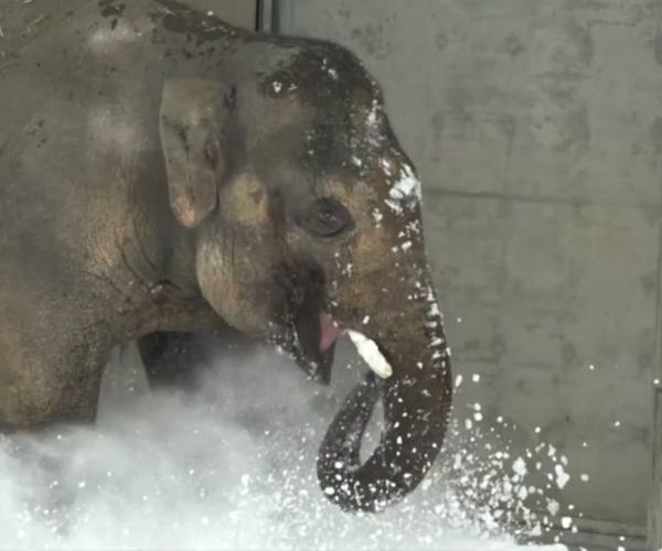 Divlje životinje:: Slon se igra u snegu