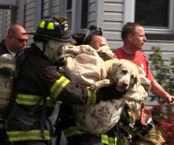 Ostalo:: Vatrogasci spasli psa