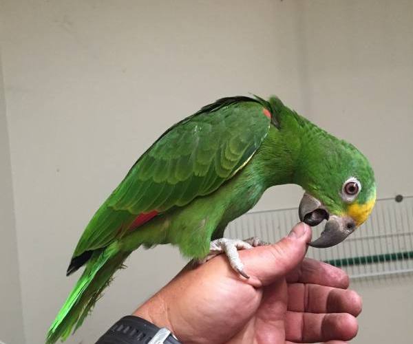 Ptice:: Papagaj - Žutočeli amazonac