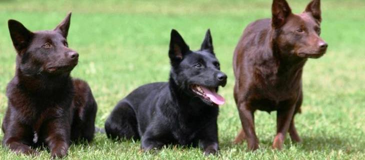 Psi rase - Australijski kelpi