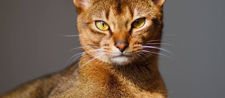 Rase mačaka - abisinska mačka