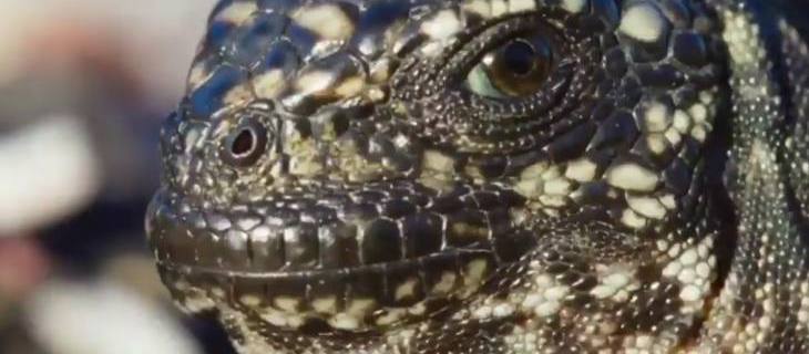 Superljubimac:: Divlje životinje - morska iguana