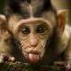 Majmunče pokazalo jezik