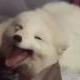 Divlje životinje - nasmejana polarna lisica