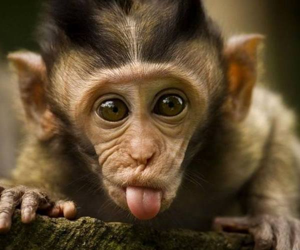 Divlje životinje:: Majmunče pokazalo jezik