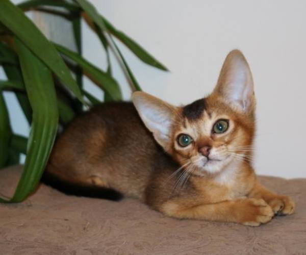 Mačke (rase)::Rase mačaka - abisinska mačka