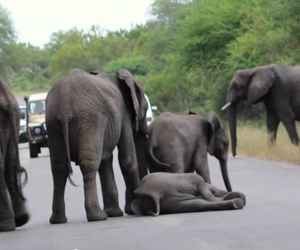 Divlje životinje - beba slon na putu