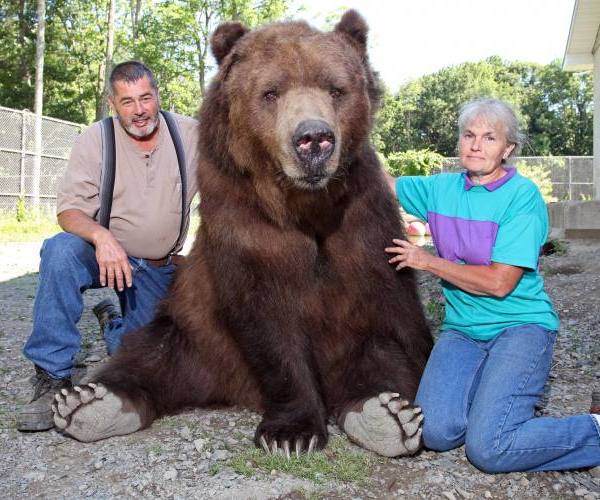 Divlje životinje:: Divlje životinje - medved kućni ljubimac
