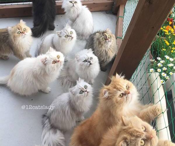Mačke:: Dvanaest persijskih mačaka