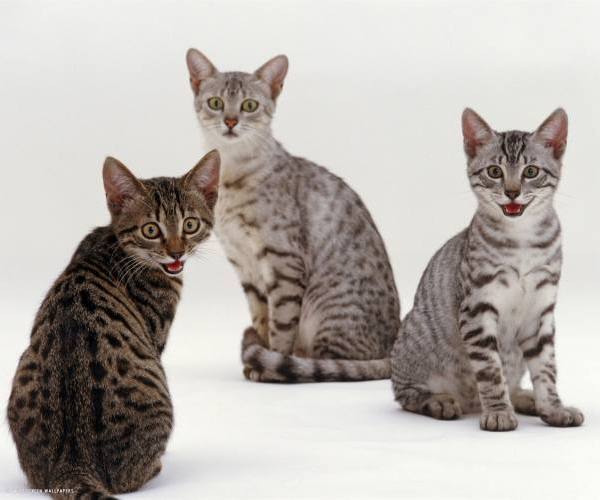 Mačke (rase) - egipatska mau