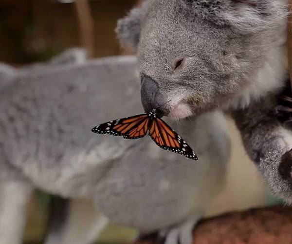 Koala i leptir