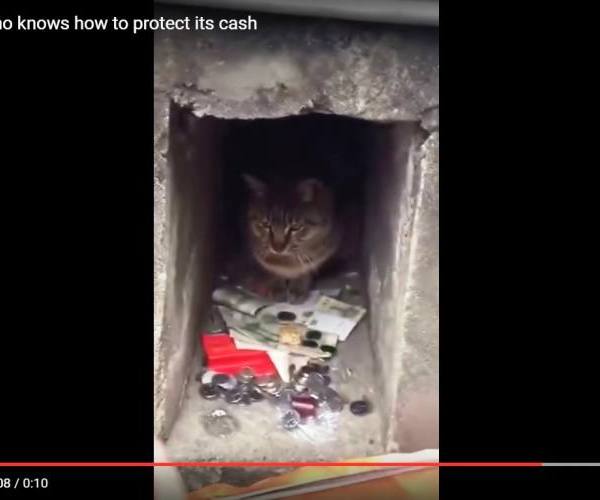 Mačke:: Mačka čuva novac