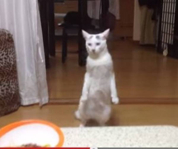 Mačke:: Mačka hoda na dve noge