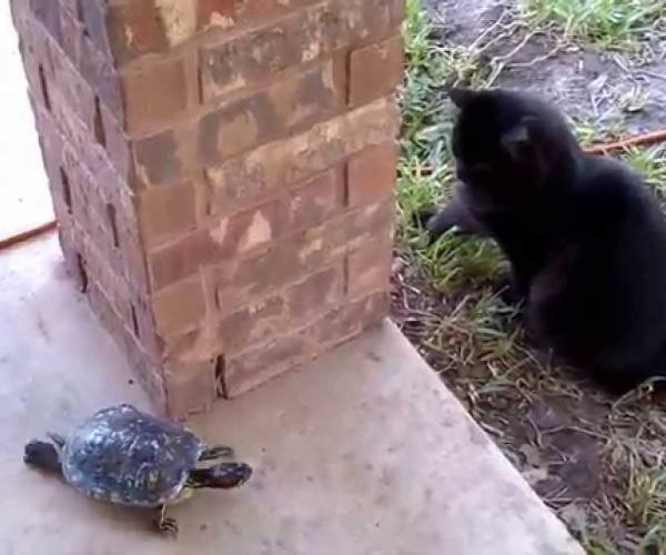 Mačke:: Mačka se juri sa kornjačom