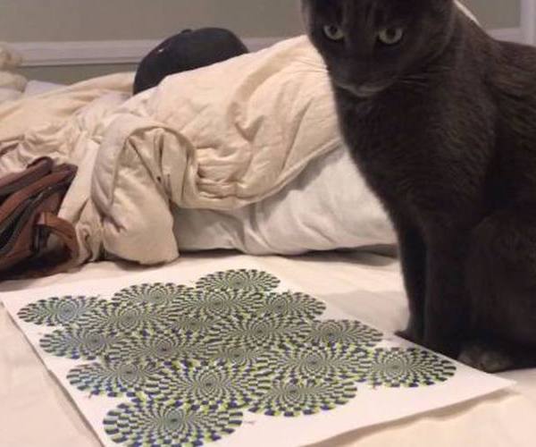 Mačke:: Mačka i optička iluzija